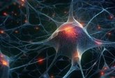 Foto: Descubren la estructura de las oscilaciones cerebrales vinculadas con la consolidación de recuerdos