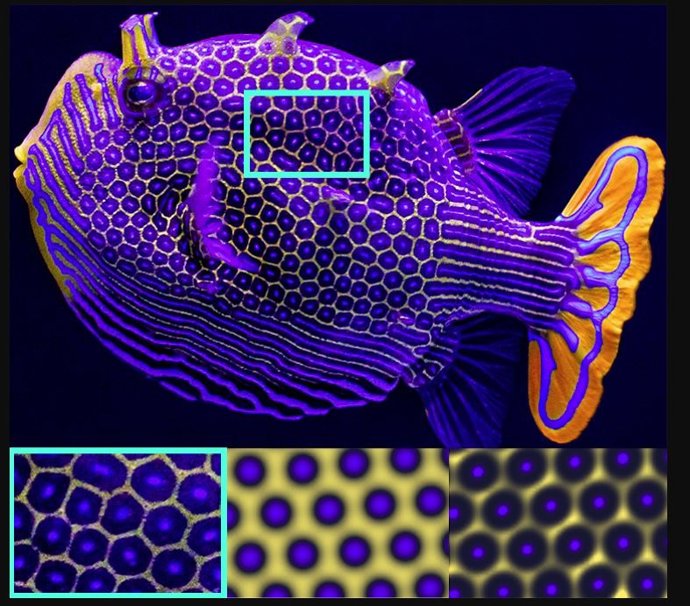 Un macho de pez cofre adornado (Aracana ornata). Abajo a la izquierda: un primer plano del patrón hexagonal natural del pez