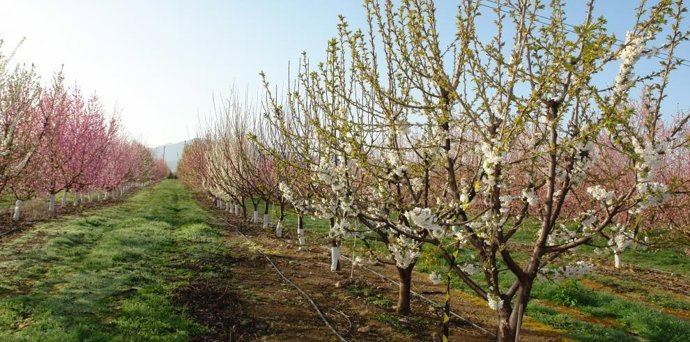 El CITA, IHSM y CITYTEX trabajan en un proyecto de adaptación de variedades frutales al aumento de temperaturas durante el invierno.