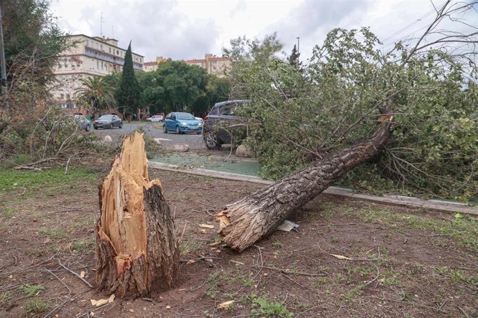 Caída de un árbol de grandes dimensiones en el barrio de Sevilla Este por la borrasca Bernard.