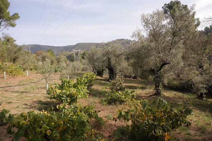 Vista de olivos durante el comienzo de la temporada del aceite en la comarca de Quiroga, a 11 de octubre de 2023, en Quiroga, Lugo, Galicia (España). Comienza la producción de aceite en la almazara Ouro de Quiroga, pese a su escasa producción con motivo