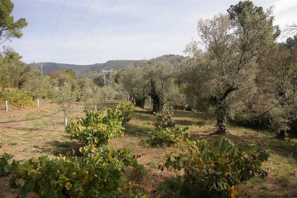 Vista de olivos durante el comienzo de la temporada del aceite en la comarca de Quiroga, a 11 de octubre de 2023, en Quiroga, Lugo, Galicia (España). Comienza la producción de aceite en la almazara Ouro de Quiroga, pese a su escasa producción con motivo