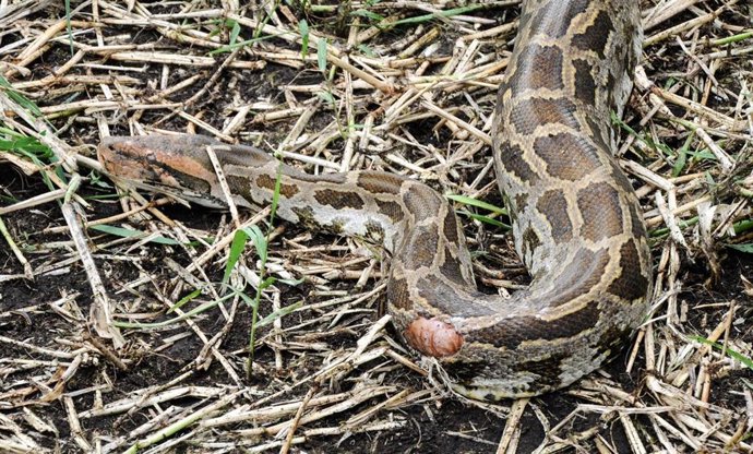 Archivo - Serpiente pitón