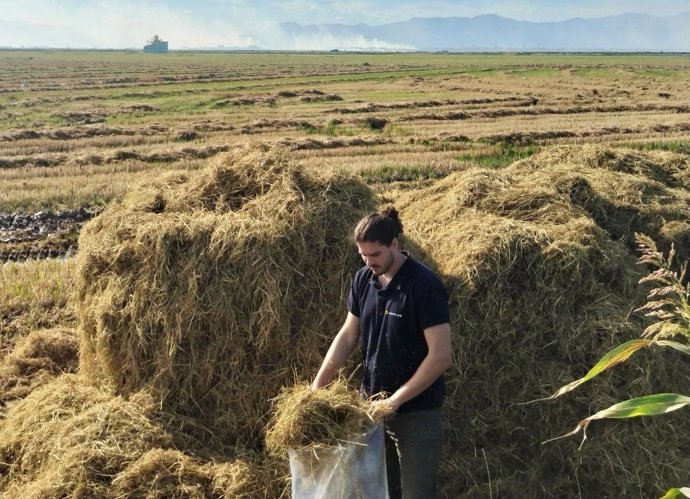 El Ivace ayuda a dar una segunda vida a los residuos vegetales de la agricultura en forma de adhesivos y envases