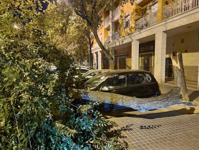 Archivo - Un árbol caído en una calle de Córdoba.