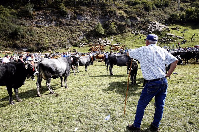 Archivo - Los casos se han detectado en tres vacas de tres ganaderías de la zona de Solares.