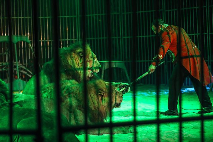 Archivo - December 7, 2022, Palermo, Italy: Show with lions at the  Sandra Orfei Circus.