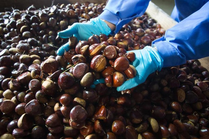 Archivo - Castañas apiladas en la Cooperativa Alibós, la mayor de Galicia dedicada al comercio de castañas, en Monterroso, Lugo, Galicia, (España), a 9 de octubre de 2020. Comienza así la época del año marcada por el inicio de la temporada de castañas e