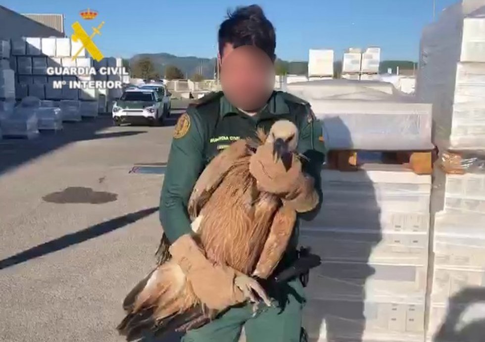 Buitre leonado rescatado