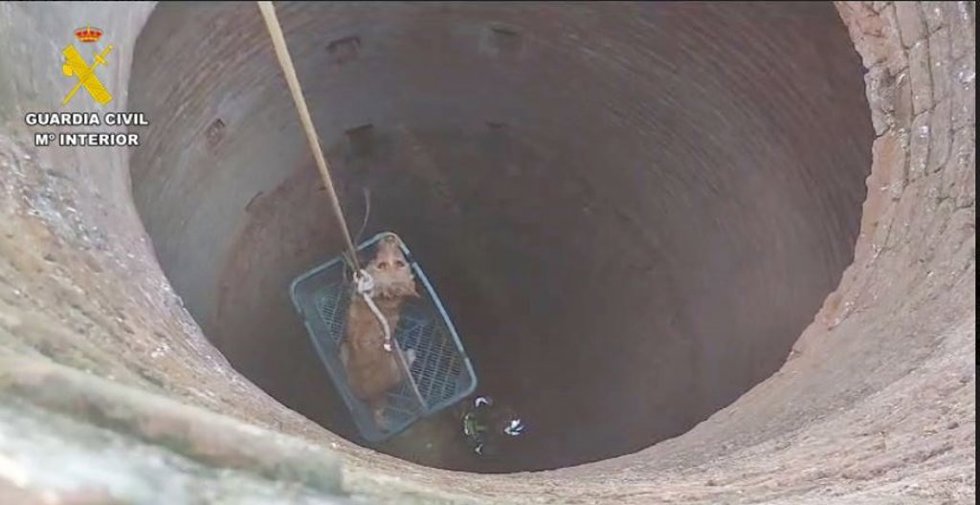 Perro caído a un pozo en Azuaga