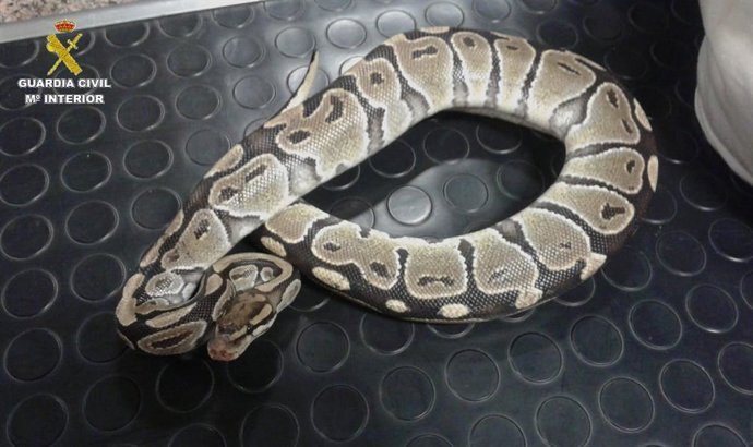 Archivo - Pitón intervenida. Archivo