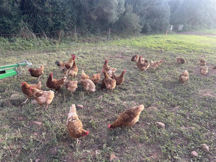 Archivo - Gallinas en un campo