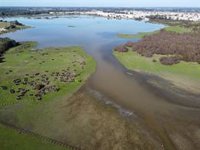 Las últimas lluvias dejan una inundación de "solo un 1,8%" de la marisma de Doñana