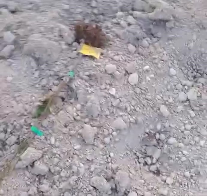 AVA advierte que los jabalíes arrancan la mitad de plantones de melocotones en un campo de la Vall d'Albaida