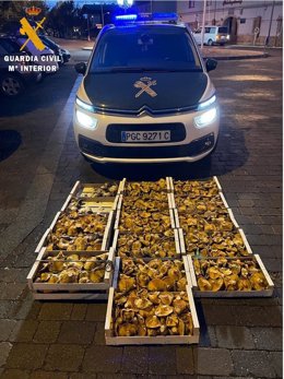 Imagen del cargamento de setas aprehendido por la Guardia Civil