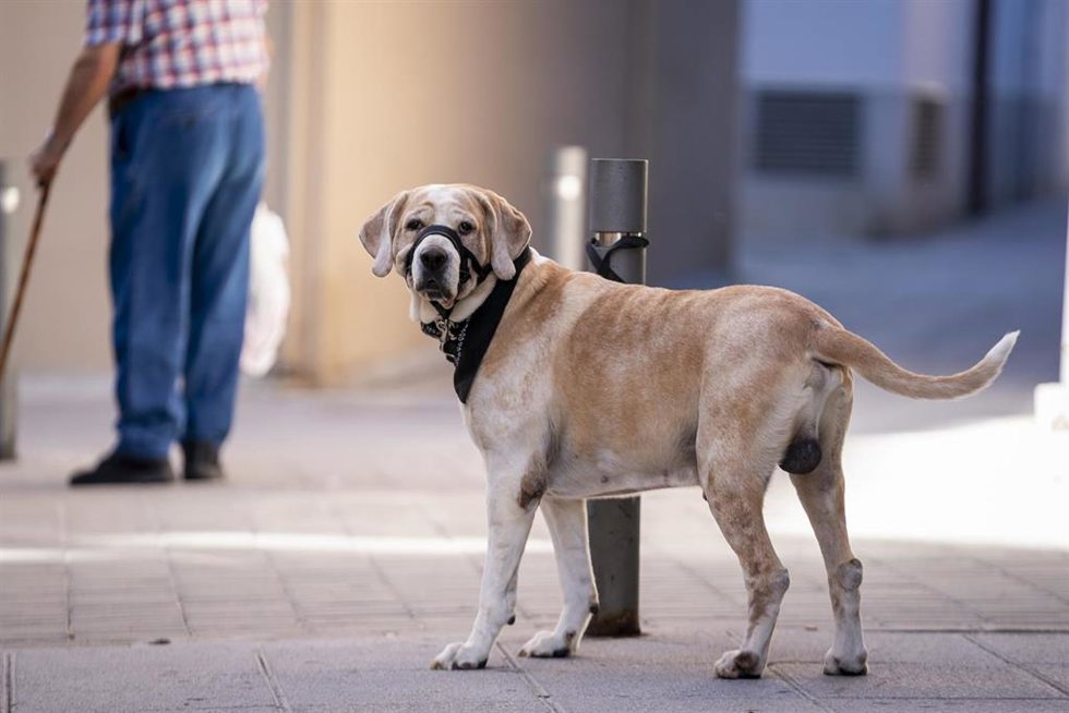 Archivo - Un perro atado a un poste el día en el que entra en vigor la Ley del Bienestar Animal, a 29 de septiembre de 2023, en Madrid (España).