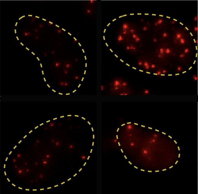 El trabajo de investigación de la US (Sevilla) ha sido publicado en la revista 'Nature Communications'.