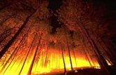 Foto: Los incendios forestales ya amenazan la producción mundial de madera