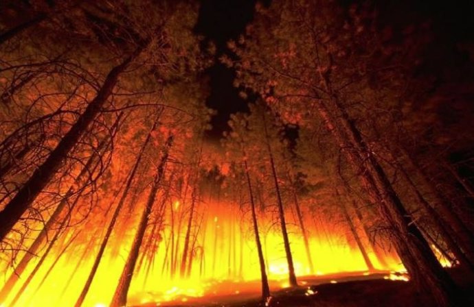 Bosque en llamas