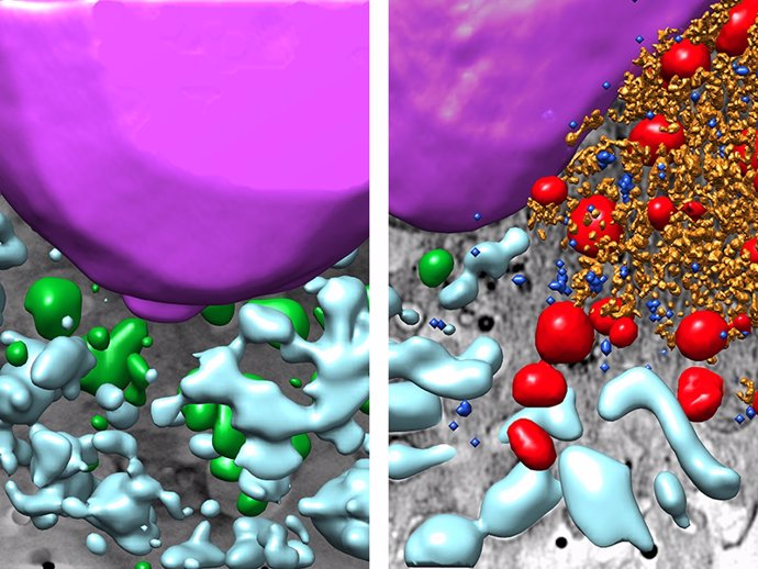 Imágenes tridimensionales de un fragmento de célula control (izq.) y célula infectada con SARS-CoV-2 (dcha,).