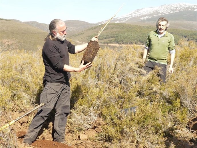 Archivo - El presidente de la Fundación Oso Pardo, Guillermo Palomero, y técnico de proyecto Life Osos con Futuro realizan plantaciones de árboles para mejorar la base de la alimentación del oso pardo en un contexto de cambio climático.
