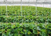 El Gobierno selecciona dos empresas andaluzas para participar en el primer programa de aceleración de La Vega Innova