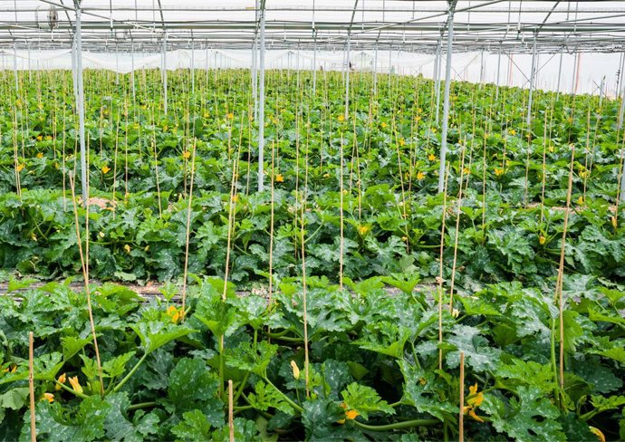 Archivo - Invernadero con cultivo de calabacín.