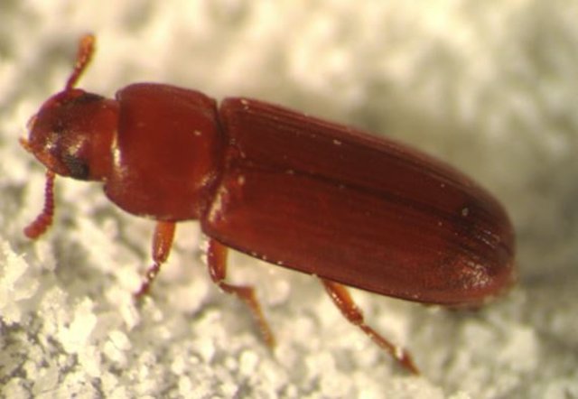 Ciencia.-Una mutación permite a un tipo de escarabajo acelerar su desarrollo
