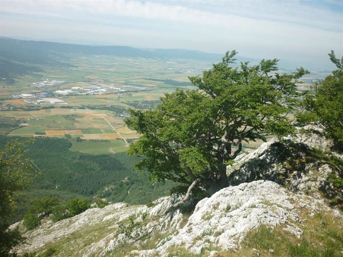 Monte en la Llanada Alavesa