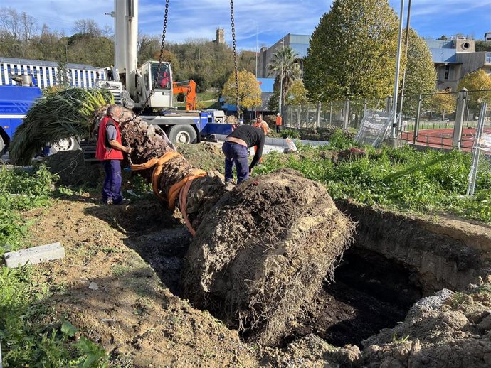 Ayuntamiento de San Sebastián trasplanta nueve palmeras en la zona deportiva de Anoeta y en Iztueta