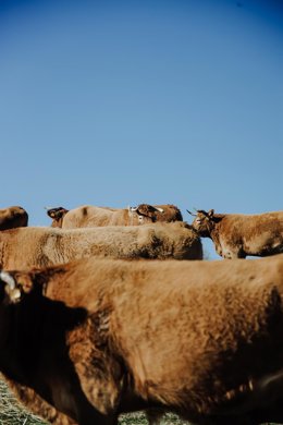 Archivo - Un grupo de vacas en una finca de ganadería extensiva en Colmenar Viejo, a 12 de enero de 2022, en Madrid (España). 