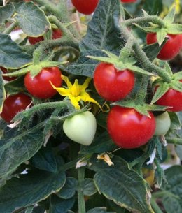 Archivo - Imagen de unos tomates