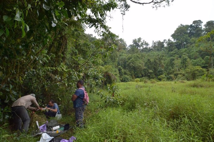 Un equipo de la Universidad de La Laguna revela 14.000 años de transformación en los bosques tropicales en la isla de So Tomé