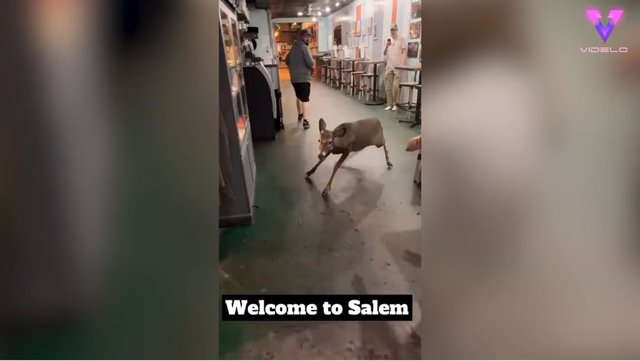 Este ciervo sorprendió a los clientes cuando atravesó la puerta y corrió frenéticamente por todo un restaurante