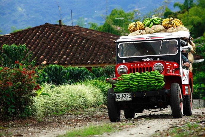 Archivo - Paisaje cafetero en Colombia