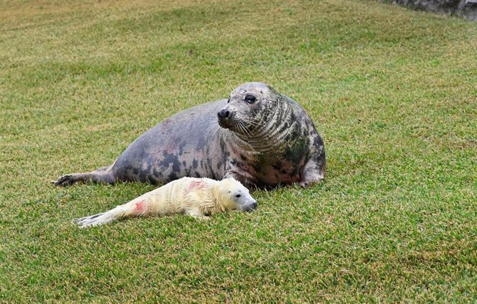 La cría de foca gris recién nacida en el minizoo de la Magdalena con su madre.