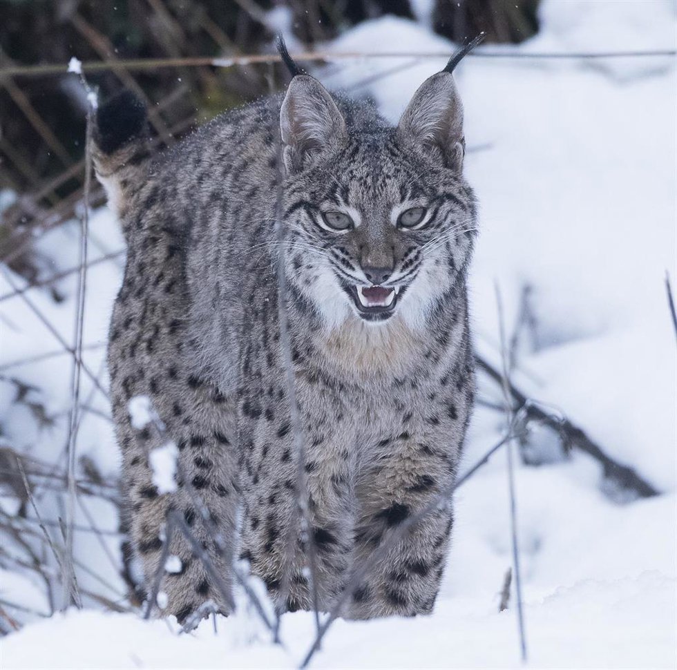 Archivo - Un lince ibérico pasea entre la nieve en la finca 'El Castañar', en la cara norte de los Montes de Toledo. La finca, gestionada por el duque de Pastrana, José María Finat, ha recibido el XIV Premio Fondena por su trabajo por la biodiversidad.