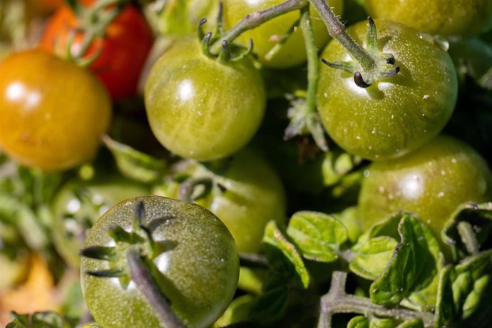 Archivo - Detalle de una planta de tomates en una imagen de archivo. 