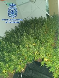 Tres detenidos y dos plantaciones de marihuana desmanteladas tras una reyerta entre bandas en El Puerto (Cádiz)