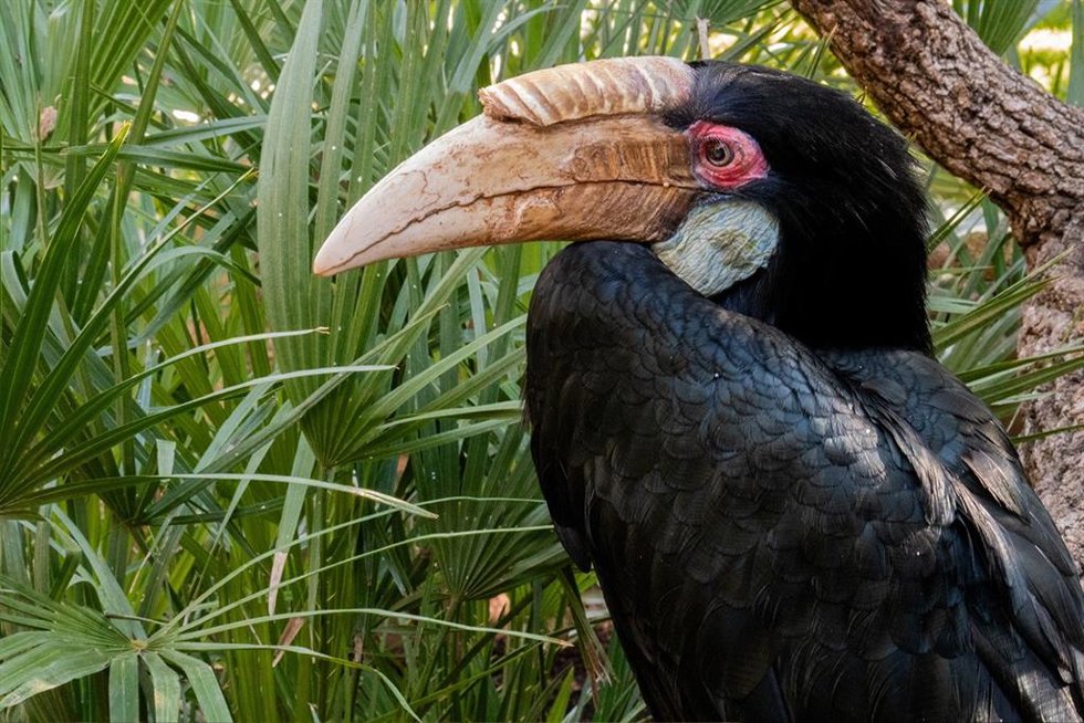 Una hembra de cálao gorginegro se incorpora a la familia de Bioparc Fuengirola