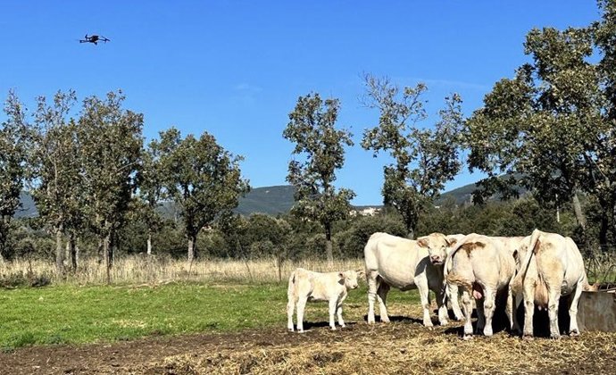 Archivo - Ganado en la Comunidad de Madrid