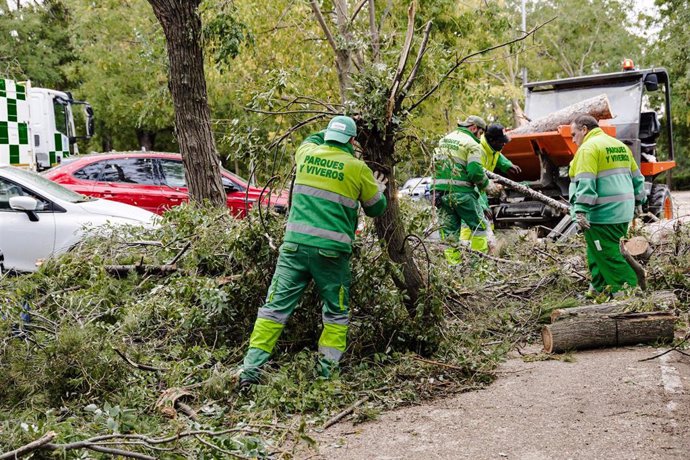 Varios trabajadores quitan un árbol caído en el parque del Oeste 