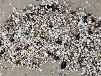 La mortandad del marisco se extiende por las rías: cierre en Pontevedra y campaña de Navidad en riesgo en Vigo