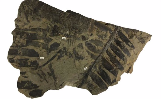 Un espécimen de cícada fosilizada del que se tomaron muestras en busca de isótopos de nitrógeno que indicarían la atmósfera en la que creció.