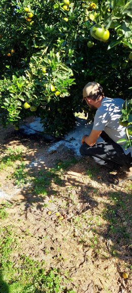 Imagen de la prueba del proyecto 'Citrus Biochar'.