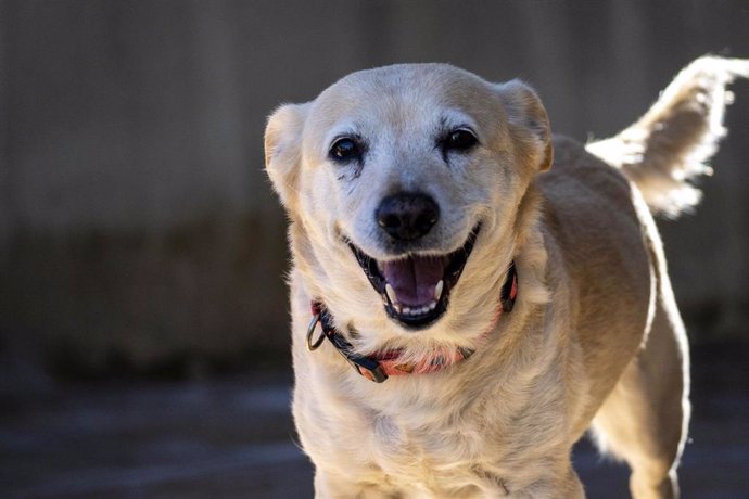 Perro abandonado