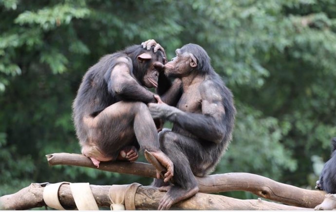 Bonobos