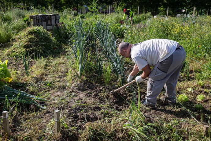 Archivo - Huerto urbano de Vitoria-Gasteiz