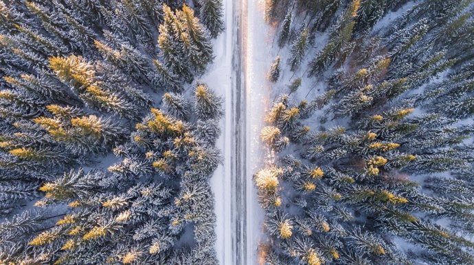 Bosque nevado atravesado por carretera