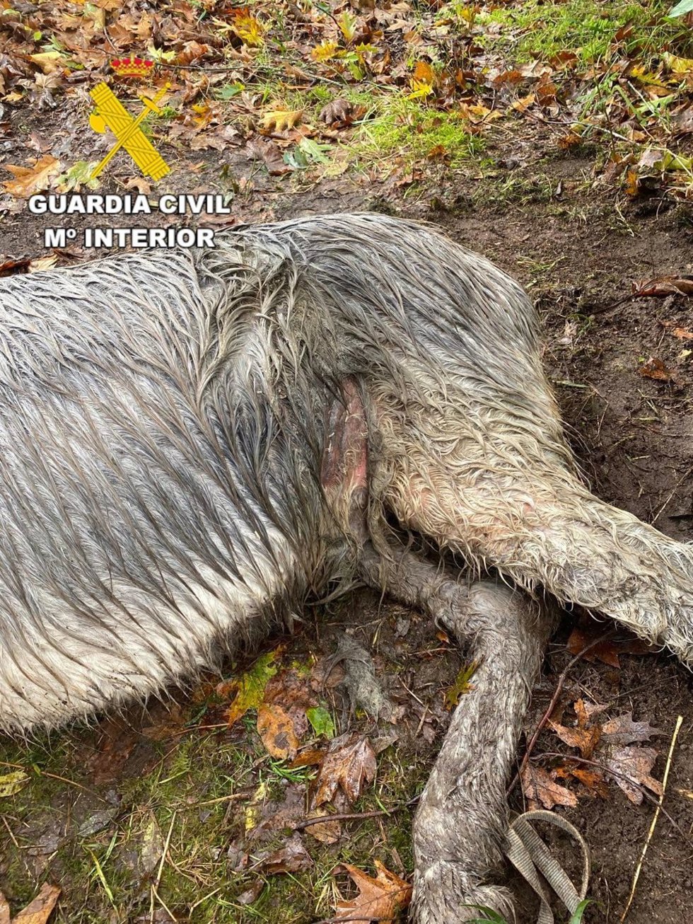 Burroo maltratado y herido por un vecino de Dumbría (A Coruña)